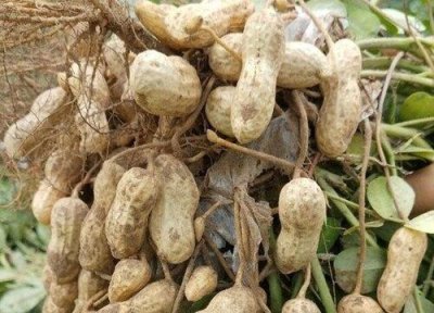 ​在地里冻过的花生有毒吗能吃吗