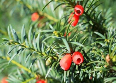 ​红豆杉果子可以吃吗（起什么作用）