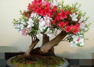 ​杜鹃花叶子发黄像铁锈干枯怎么办（具体的补救措施）