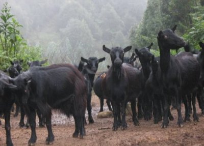​凤庆无角山羊品种性能介绍