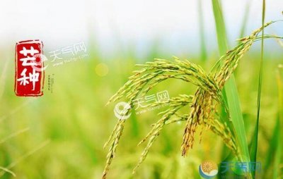 ​96年芒种是哪天,芒种节气是在阳历的几月