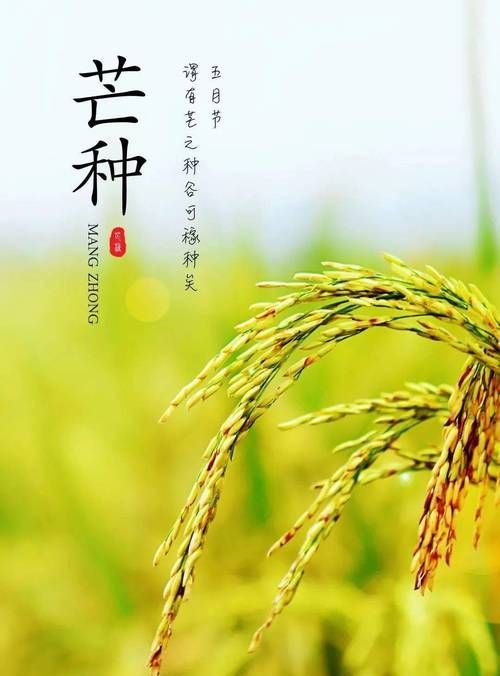 2025年芒种是哪天