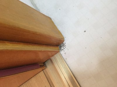 ​不要小看潮湿虫，它可能在啃你家的门