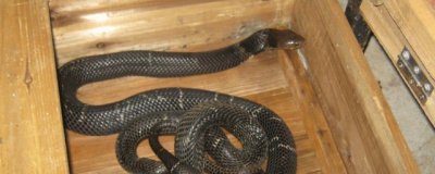 ​银环蛇泡酒有什么功效 饮蛇酒亦要有节制