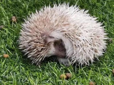 ​＂200元一只？揭秘农村刺猬养殖的暴利秘密！＂