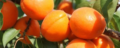 ​荔枝和杏子能一起吃吗? 荔枝和杏子能一起吃吗宝宝