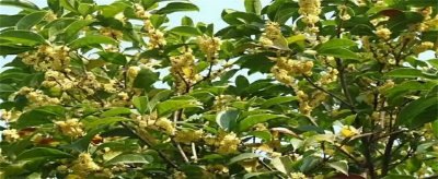 ​如何种植桂花树