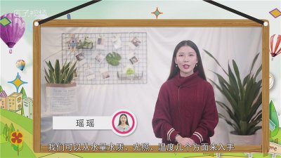 ​水养富贵竹怎么养才能更旺盛