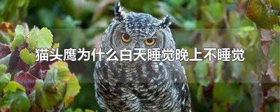 ​为什么猫头鹰晚上不睡觉白天睡 为什么猫头鹰晚上不睡觉呢?