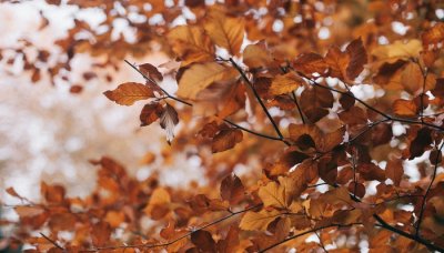 ​一叶知秋的深层含义