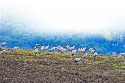 ​驻足观望是什么意思