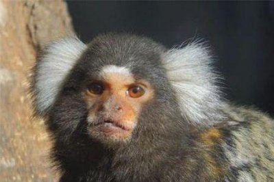 ​人面兽是什么动物