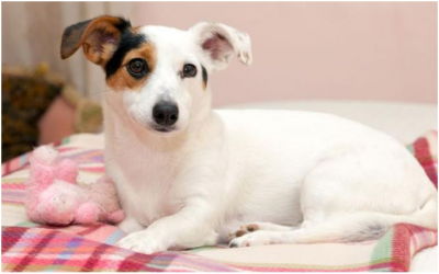 ​怎么判断狗狗是否怀孕