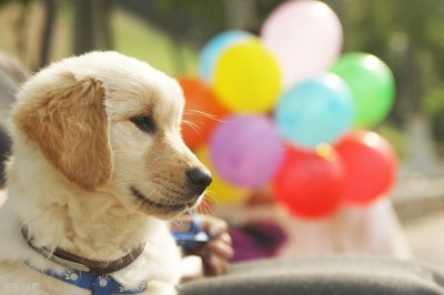 ​毕淑敏短篇散文精选（毕淑敏：每只小狗都有一个目标）