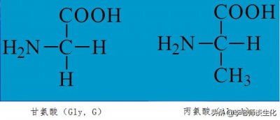 ​常见20种氨基酸分类（基本氨基酸的一些基本知识）