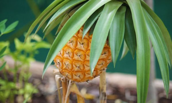 菠萝蜜摘下来没熟要怎样才会熟,菠萝蜜不熟要怎么放才能熟透图5