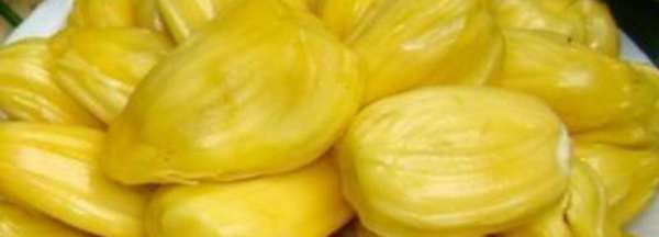 菠萝蜜摘下来没熟要怎样才会熟,菠萝蜜不熟要怎么放才能熟透图2