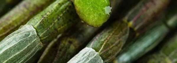 5克石斛有几粒,石斛泡水喝的功效用量图4