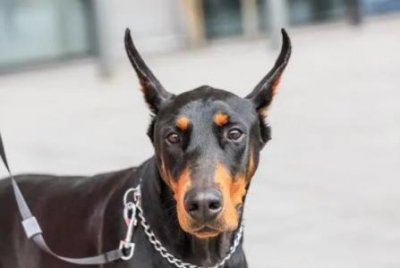 ​奔跑速度超快的10种狗，时速比得上小汽车