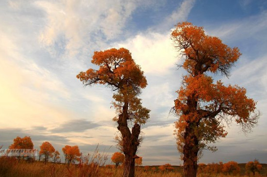 胡杨树的寓意(图3)