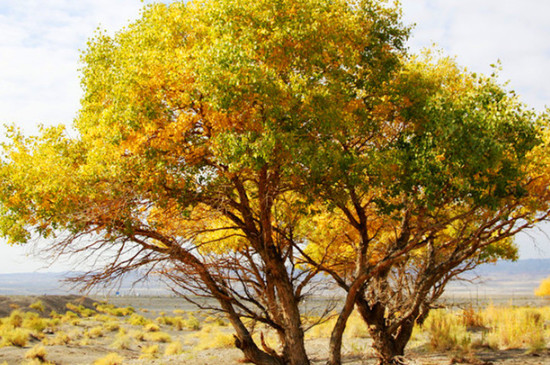 胡杨树的寓意(图4)