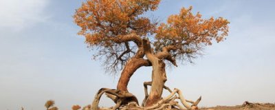 ​胡杨树的寓意