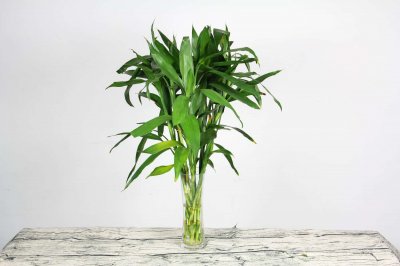 ​家里摆放什么植物招财又旺宅