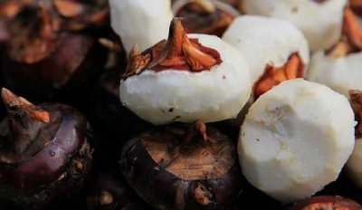 ​荸荠能生吃吗,荸荠可以生吃