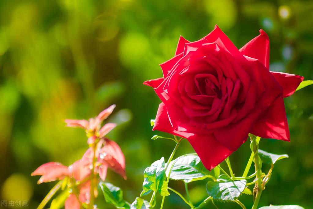 挽回老婆伤透的心短信语句(挽回死心妻子最佳句子)