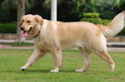 ​泰迪小狗哪里买泰迪哪里卖