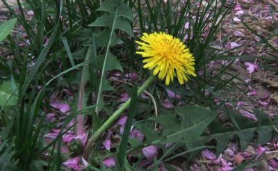 ​春天做蒲公英茶，炒和不炒，区别可不小，做到这3点，喝着放心