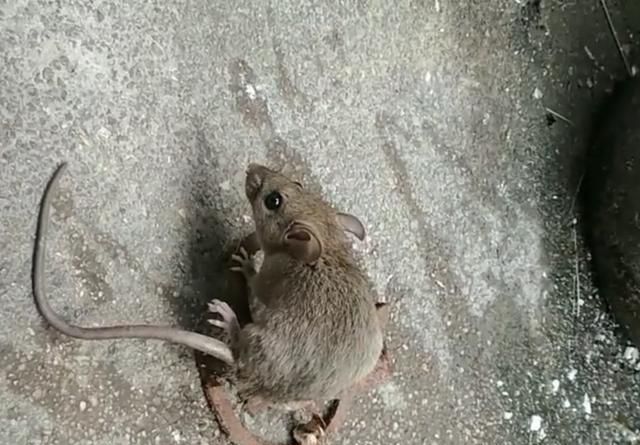 老鼠能吃吗