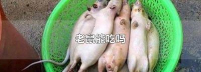 ​老鼠可以吃不,老鼠能吃吗