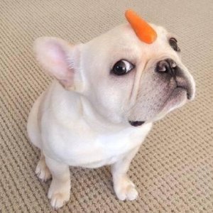 ​可爱的法斗为什么”不配“被很多人饲养，我想要告诉你以下几点！