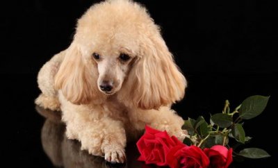 ​给狗狗洗澡需要注意什么？