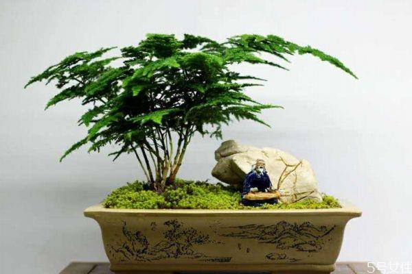 什么是文竹呢 文竹养在家里有什么好处呢 什么是文竹呢 文竹养在家里有什么好处呢