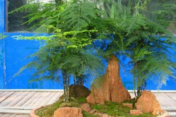 什么是文竹呢 文竹养在家里有什么好处呢 什么是文竹呢 文竹养在家里有什么好处呢