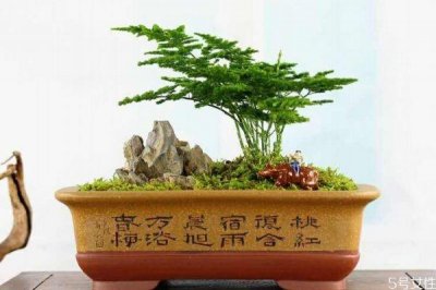 ​什么是文竹呢 文竹养在家里有什么好处呢