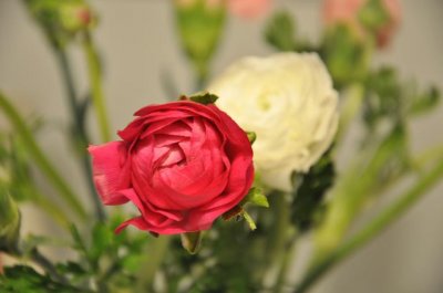 ​芹叶牡丹是多年生还是一年生植物（简单好养能年年开花）