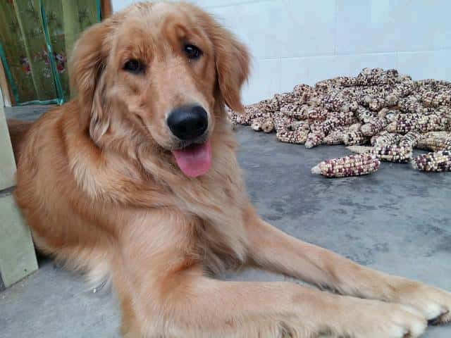 新手养拉布拉多好还是金毛好(拉布拉多和金毛哪个聪明)