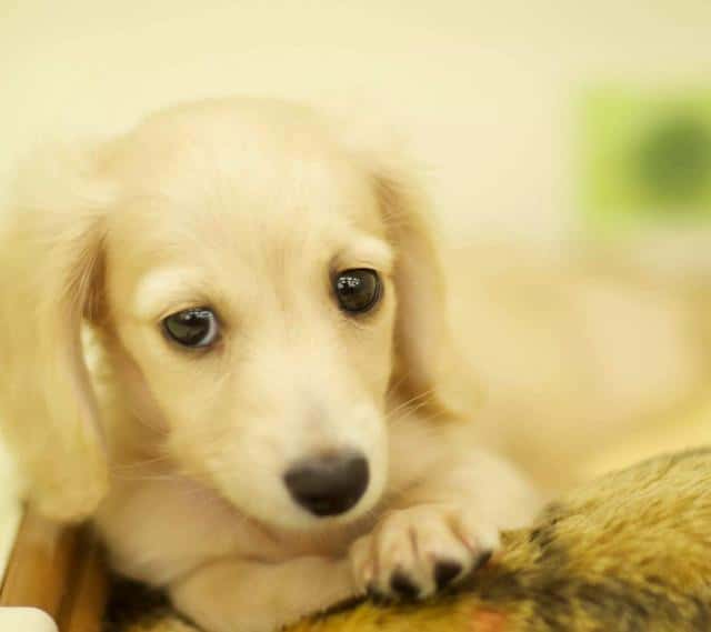 新手养拉布拉多好还是金毛好(拉布拉多和金毛哪个聪明)