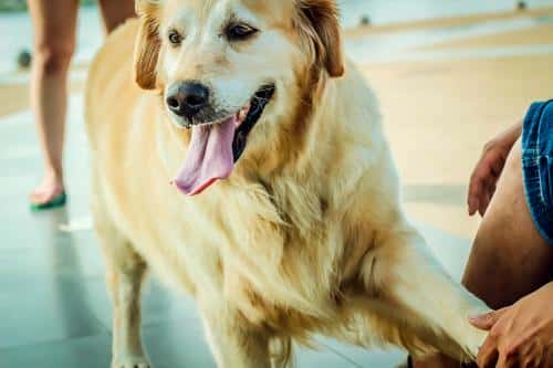 新手养拉布拉多好还是金毛好(拉布拉多和金毛哪个聪明)