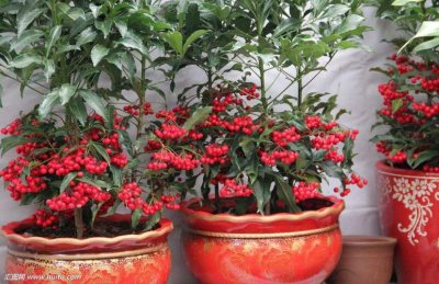 ​金玉满堂花的养殖方法和注意事项