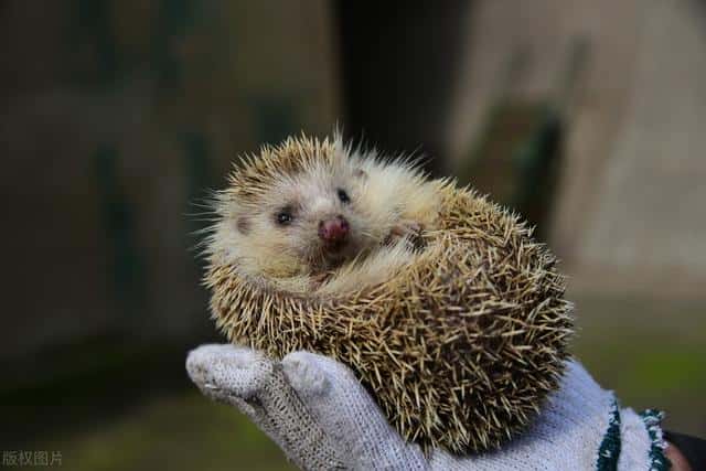 养刺猬为什么不好（养刺猬为什么不吉利）