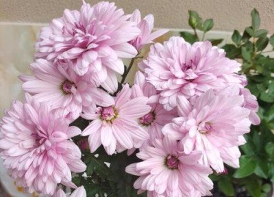 ​菊花长满了密密麻麻的小虫怎么治理（有什么妙招杀虫）