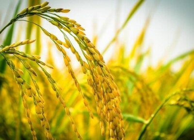 ​水稻高产品种排名（优质水稻品种推荐）