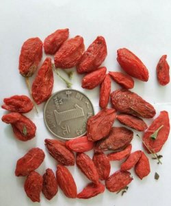 ​小枸杞和大枸杞的区别，老树枸杞子与新树枸杞有区别？