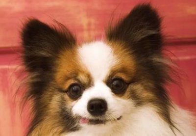 ​狗狗对门口吠叫背后的真相是怎么回事？深入了解可能的触发因素