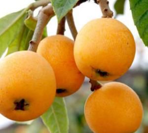 枇杷常温能放几天,枇杷保存方法?图1