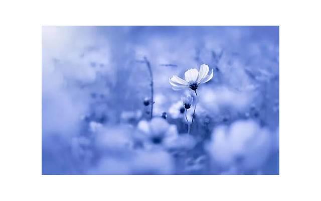 这句话让我重新认识爱情，女人看淡一切的真正含义是什么？